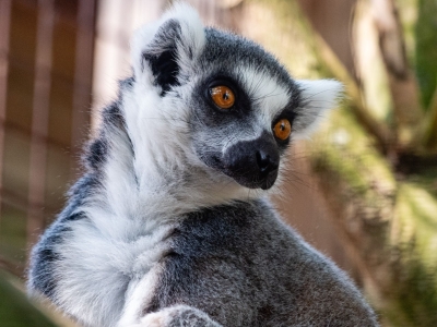 L&eacute;mur catta - De Zonnegloed - Refuge pour animaux